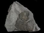 Large Partial Trimerus Trilobite - New York #68555-1